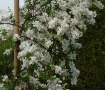 Exochorda 'The Bride' 