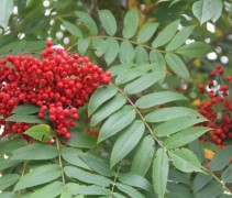 Sorbus americana (commixta) Belmonte