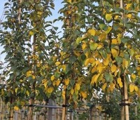 Malus 'Evereste' - Sierappel - hoogstam 5 jarige kroon.  herfstblad