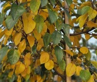 Malus 'Evereste' - Sierappel - herfst
