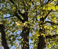 Corylus colurna - Turkse hazelaar - 3