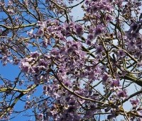 paulownia tomentosa - paulownia tomentosa - 1