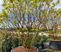 Syringa vulgaris 'Michel Buchner'