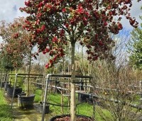 Camellia japonica 'Black Lace' - Camellia 'Black Lace' - 8