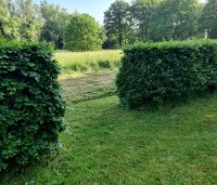 Fagus sylvatica - Groene beuk - hoog met doorloop