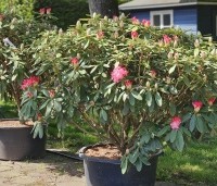 Rhododendron yakushimanum 'Marlis' - Rododendron   - 4