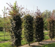 Fagus sylv. 'Atropunicea' blokvorm