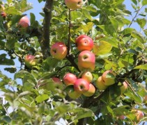 Malus domestica 'Groninger Kroon'