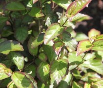 Parrotia persian Spire