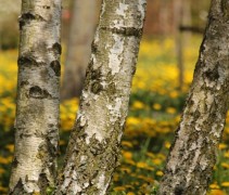 stam Betula pendula 