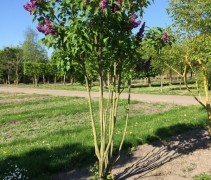 Syringa vulgaris 'Charles Joly' multistam