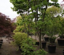 Acer japonica 'Vitifolium'