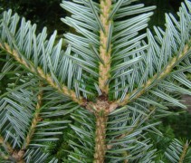 De onderzijde van de naalden van Abies nordmanniana