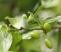 vrucht en blad Cornus mas 