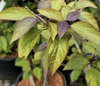 Clerodendrum trichotomum 'Purple Blaze' - Kansenboom 'Purple Blaze' - 3