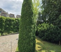 Thuja occidentalis 'Smaragd' - Westerse Levensboom 'Smaragd' - 2