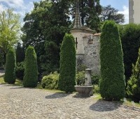 Thuja occidentalis 'Smaragd' - Westerse Levensboom 'Smaragd' - 3