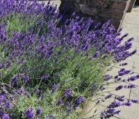 Lavandula angustifolia 'Munstead' - Lavendel - 4