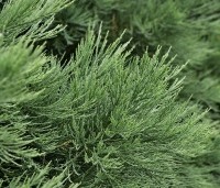 Sequoiadendron giganteum 'Glaucum' - Mammoetboom 'Glaucum' - 1