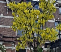 Laburnum wat. 'Vossii' - Goudenregen - 11