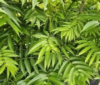 Sorbus 'Dodong' - Lijsterbes 'Dodong' - 3