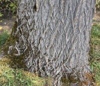 Juglans nigra - Zwarte Notenboom - 3