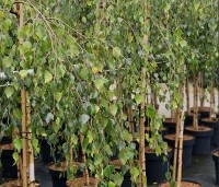 Betula pendula 'Youngii' - Prieelberk - augustus