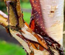 Betula Costata