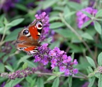 Vlinderstruik 'Free Petite Dark Pink' met de dagpauwoog vlinder, die andere insecten verjaagt uit 'zijn' gebied.