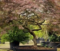 Acer palmatum 'Garnet' - Japanse esdoorn 'Garnet' - 1