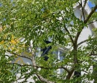 Gymnocladus dioica - Doodsbeenderenboom - 1