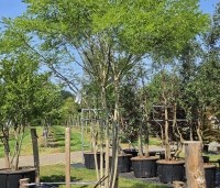 Sophora japonica - Honingboom - 2