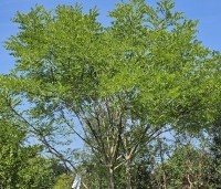 Sophora japonica - Honingboom - 3