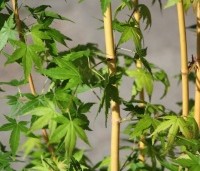 Acer palmatum ‘Bi-hoo’ - Acer palmatum ‘Bi-hoo’ - 2