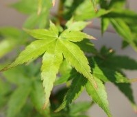Acer palmatum ‘Bi-hoo’ - Acer palmatum ‘Bi-hoo’ - 1