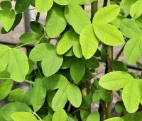 Laburnum anag. 'Yellow Rocket' - Laburnum anag. 'Yellow Rocket' - 4