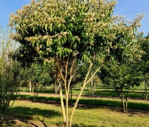 Heptacodium