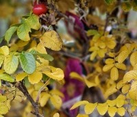 Rosa rugosa - Japanse Bottelroos - herfst