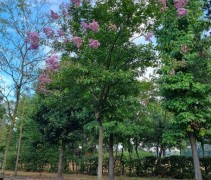 Lagerstroemia indica 'Rosea'