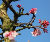 Viburnum bodnantense Dawn