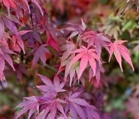Acer palmatum - Japanse Esdoorn - 5