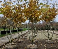 Parrotia persica - Perzisch IJzerhout - meerstammen nov 2023