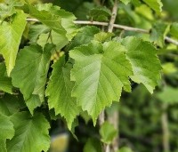 Corylus colurna - Turkse hazelaar - 4