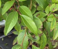 Stewartia pseudocamellia 'Koreana' - Stewartia - 1