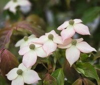 Cornus kousa 'Cappuccino' - Japanse grootbloemige kornoelje 'Cappuccino' - 3