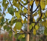 Prunus dom. 'Hauszwetsche' - Prunus dom. 'Hauszwetsche' - herfst.  kroon 5 jarige boom