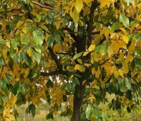 Sycoparrotia semidecidua - Schijnparrotia - 7