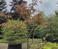 Gleditsia triacanthos 'Rubylace' - Valse Christusdoorn 'Rubylace' - 2