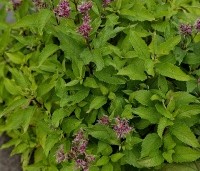 Eupatorium maculatum 'Atropurpureum' - Koninginnekruid - 2