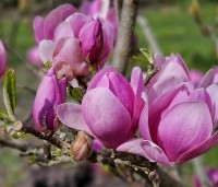 Magnolia 'Cleopatra' - Magnolia 'Cleopatra' - 5